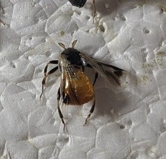 Ripiphorus arabiafelix