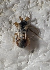 Ripiphorus arabiafelix