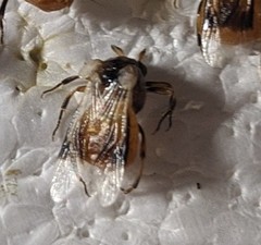 Ripiphorus arabiafelix