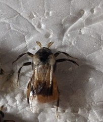 Ripiphorus arabiafelix