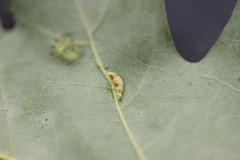 Macrodiplosis qoruca