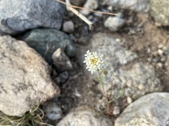 Chaenactis carphoclinia