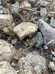 Chaenactis carphoclinia