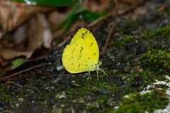 Eurema simulatrix