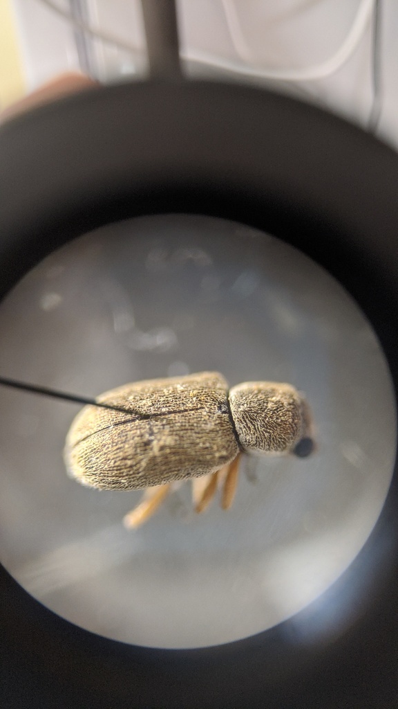 Malegia
