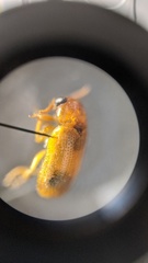 Aetheomorpha seminigra