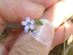 Gilia clivorum