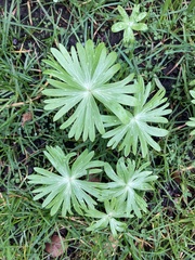 Eranthis