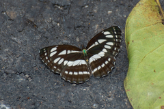 Neptis duryodana