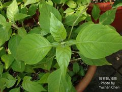 Hypoestes purpurea