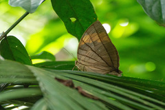 Amathuxidia amythaon