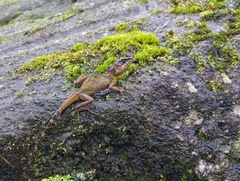 Anderson's Mountain Lizard photo 4