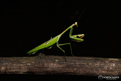 Stagmatoptera praecaria