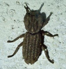 Sesaspis emarginata