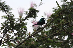 Cinnyris erythrocercus