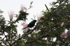 Cinnyris erythrocercus