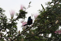 Cinnyris erythrocercus