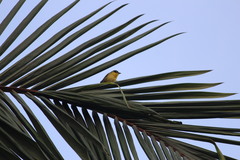 Ploceus baglafecht