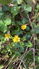Ficaria verna