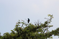 Cinnyris erythrocercus