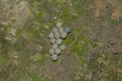 Tessaratoma papillosa