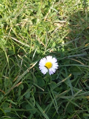 Bellis perennis