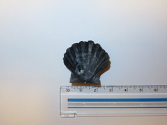 Pecten albicans