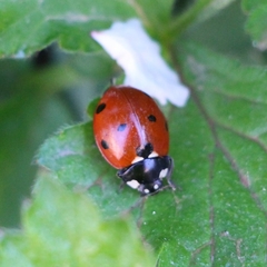 Coccinella septempunctata