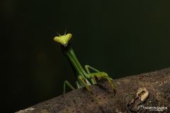 Stagmatoptera praecaria