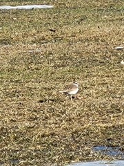 Charadrius vociferus