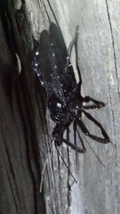 Apiomerus longispinis