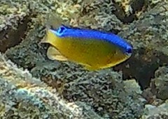 Chrysiptera unimaculata