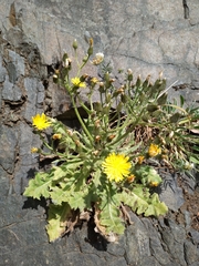 Crepis novoana