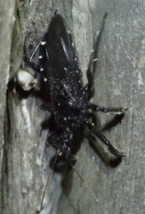 Apiomerus longispinis