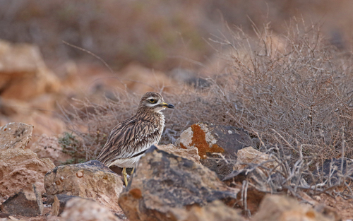 Oedicnème criard (Burhinus oedicnemus)