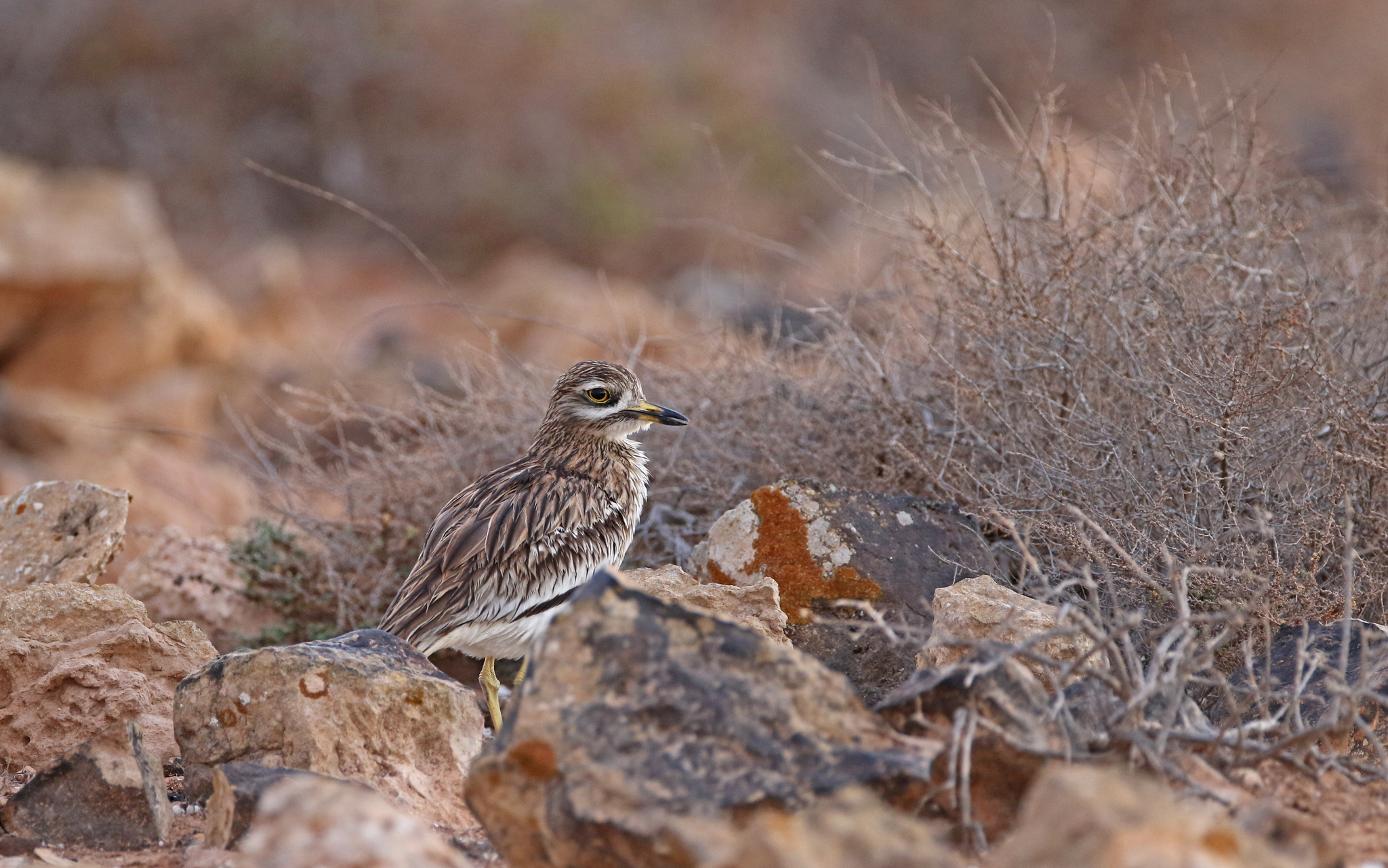 Stone-curlew (Burhinus oedicnemus)