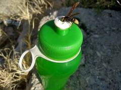 Polistes comanchus navajoe