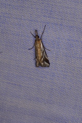 Hednota parahoplitella