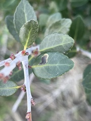 Phytomyza vomitoriae