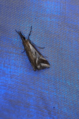 Hednota parahoplitella