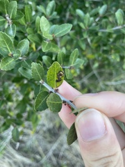 Phytomyza vomitoriae