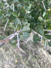 Phytomyza vomitoriae