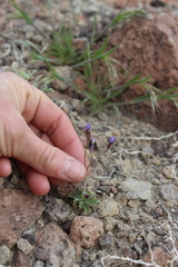 Gilia clivorum
