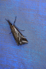 Hednota parahoplitella