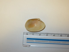 Ruditapes philippinarum