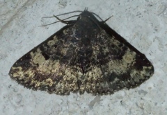 Metalectra diabolica