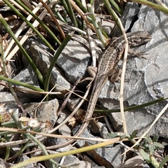 Liolaemus moradoensis