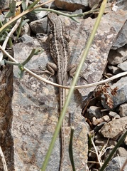 Liolaemus moradoensis