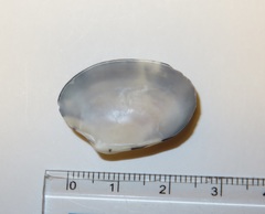 Ruditapes philippinarum