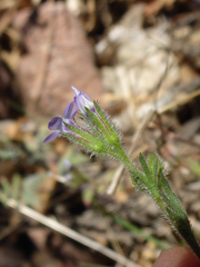 Gilia clivorum